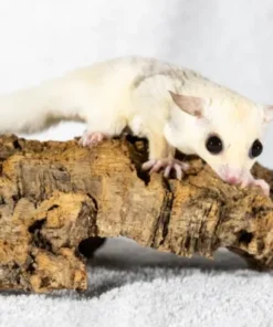Bella – Sugar Glider te koop in Nederland