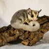 Koop Bruno – Mannelijke Mozaïek Sugar Glider in Nederland