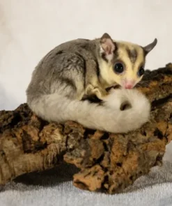 Koop Bruno – Mannelijke Mozaïek Sugar Glider in Nederland