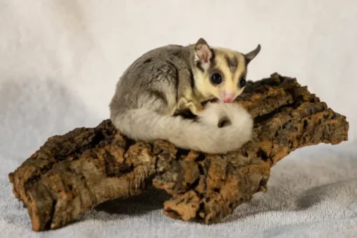 Koop Bruno – Mannelijke Mozaïek Sugar Glider in Nederland