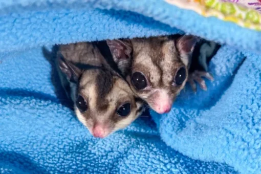 Leo & Lotte – Sugar Glider Kopen