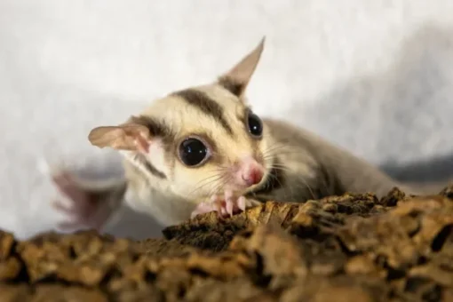 Koop Nala – Vrouwelijke Sugar Glider