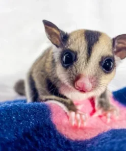 Sugar Glider Kopen – Charlotte