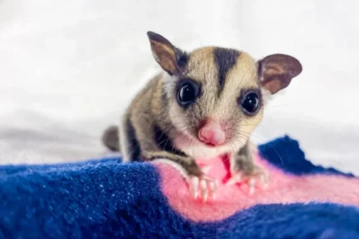 Sugar Glider Kopen – Charlotte