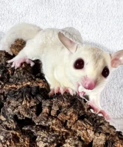 Sugar Glider baby te koop – Bello