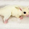 Balu – Speelse Sugar Glider Man Kopen