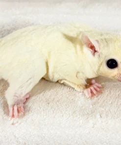 Balu – Speelse Sugar Glider Man Kopen