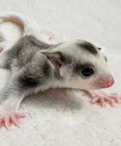 Fips – Mannelijke Sugar Glider Ringtail Mosaic Kopen