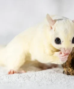 Teddy – Leu Sugar Glider Baby Mannetje Kopen