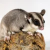 Kira – Speelse Sugar Glider Vrouwtje Kopen