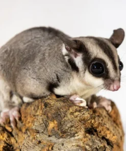 Kira – Speelse Sugar Glider Vrouwtje Kopen