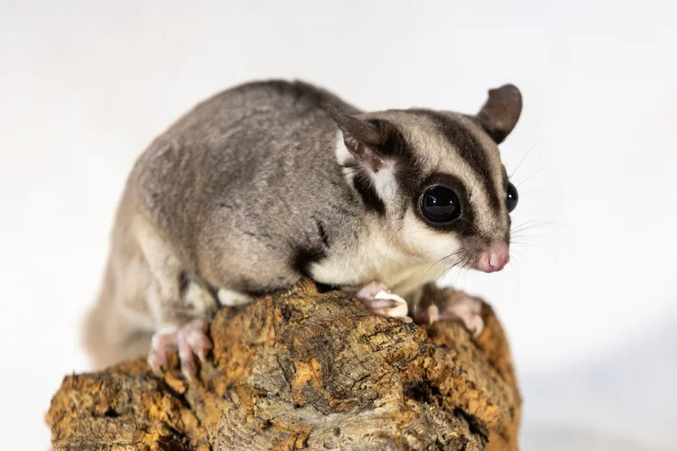 Kira – Speelse Sugar Glider Vrouwtje Kopen